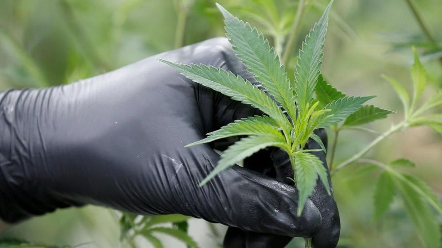 Kanada melegalkan penjualan dan penggunaan ganja untuk kesehatan.