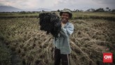 Dadang, salah seorang petani Majaleya, menunjukkan tanah yang menempel di tanaman padi warga berwarna hitam akibat pencemaran. Limbah pabrik tidak hanya mencemari air tapi telah mengendap di tanah. (CNNIndonesia/Adhi Wicaksono).