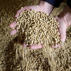 Perang Dagang, China Berhenti Beli Kedelai AS?