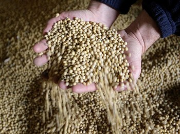 Serangan Baru Perang Dagang, China Setop Beli Kedelai AS