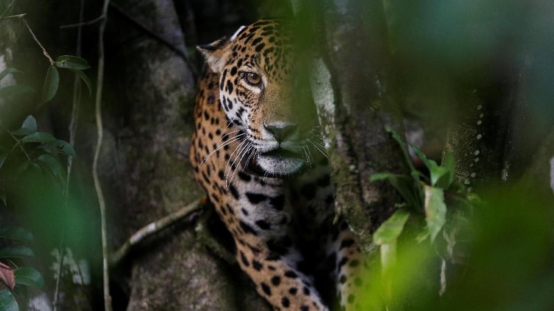 Perjalanan ekowisata untuk melihat jaguar yang hidup di pohon.
