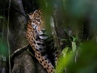 Lagi! Tiga Macan Tutul Salju Positif Covid-19