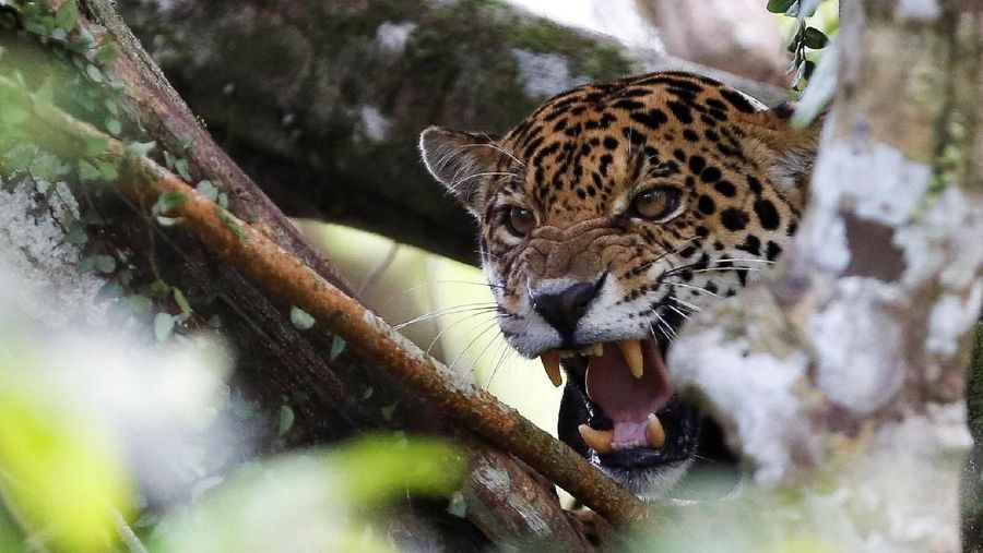 Perjalanan ekowisata untuk melihat jaguar yang hidup di pohon.