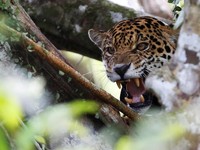 Kehidupan Jaguar Brasil yang Mulai Terancam