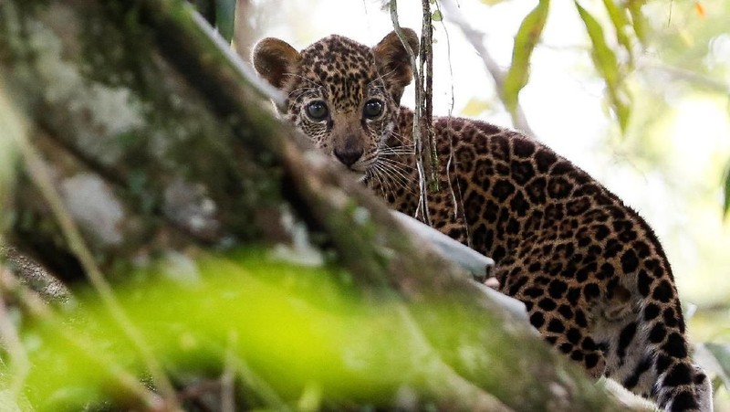 Perjalanan ekowisata untuk melihat jaguar yang hidup di pohon.
