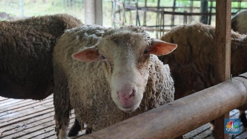 Wisatawan dapat melihat proses pembuatan gula kelapa, peternakan sapi, kambing dan tanaman durian.