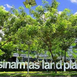 Bikin Penasaran! Ternyata Begini Rapor 11 Saham Grup Sinarmas