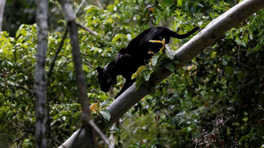 Perjalanan ekowisata untuk melihat jaguar yang hidup di pohon.