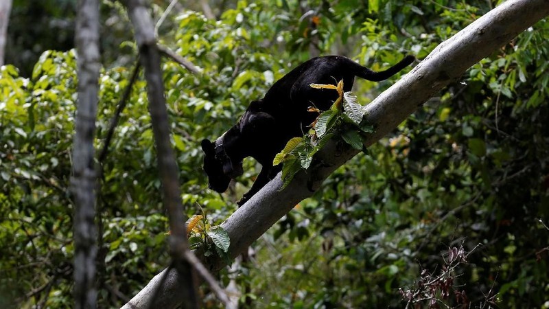 Perjalanan ekowisata untuk melihat jaguar yang hidup di pohon.