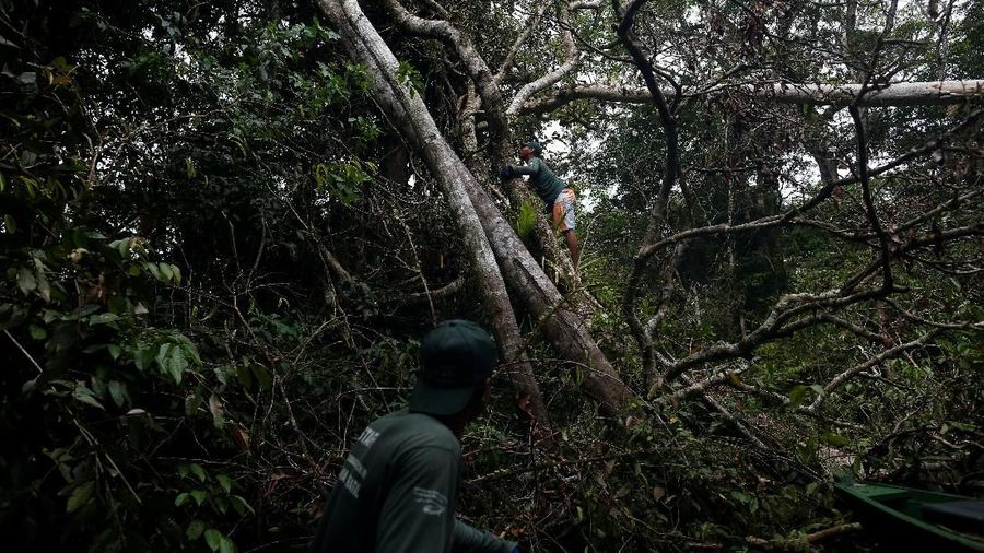 Perjalanan ekowisata untuk melihat jaguar yang hidup di pohon.