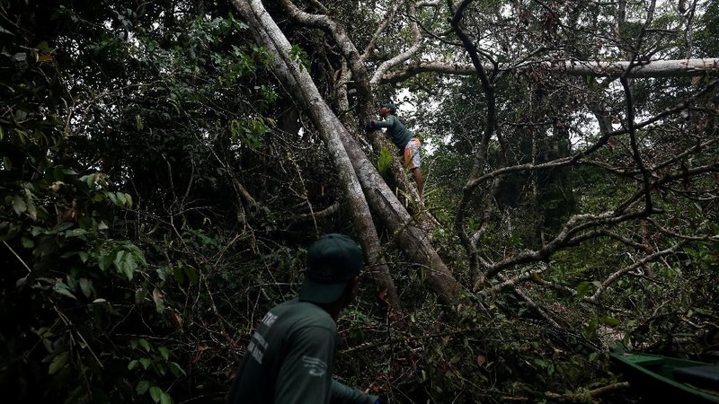 Perjalanan ekowisata untuk melihat jaguar yang hidup di pohon.