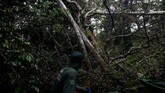 Salah seorang peneliti dari kelompok Project Iauarete Instituto Mamirauá mengatakan kalau Macan Kumbang bisa hidup di atas pohon selama musim banjir yang berlangsung sekitar empat bulan.