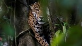 Macan Kumbang yang rata-rata berukuran 1,8 meter dan berat 90 kilogram biasanya bertahan di atas pohon saat musim hujan membuat sungai meluap, sekitar April sampai Juli.