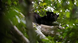 FOTO: Ekspedisi Macan Kumbang Amazon