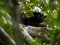 FOTO: Ekspedisi Macan Kumbang Amazon