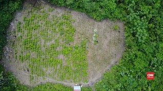 VIDEO: Desa Terpencil di Kolombia Produksi Kokain