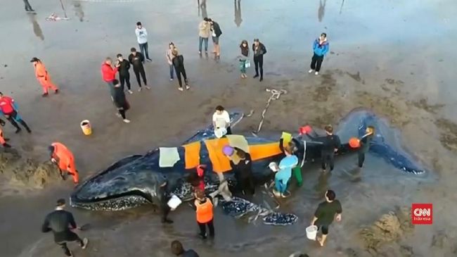 Makan Plastik, 300 Binatang Laut Thailand Mati