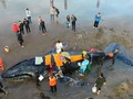 Makan Plastik, 300 Binatang Laut Thailand Mati