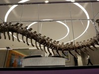 Ada yang Mau Beli Dinosaurus? Ada Dua Dijual di Paris