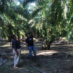 Ada 'Harta Karun' di Kebun RI, Nilainya Fantastis