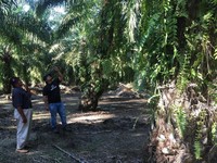 Perhatian Investor! Astra Agro Bangun Pabrik Senilai Rp 250 M