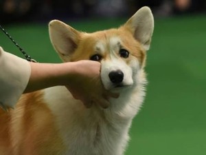 Hukum Memelihara Anjing bagi Muslim, Boleh atau Tidak?