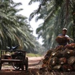 Pengusaha Sawit Buka Suara Soal Aturan DHE Prabowo, Ada Ancaman Ini