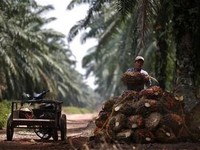 Pengusaha Sawit Buka Suara Soal Aturan DHE Prabowo, Ada Ancaman Ini