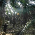 Pecah Kongsi Rajawali-Felda, Koreksi Saham BWPT Berlanjut