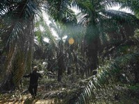 Harga CPO Dekati RM 3.000/ton Lagi, Kabar Baik Nih!
