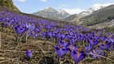 Bunga-bunga Crocus bermekaran yang menandakan musim semi telah tiba. Bunga-bunga ini terdapat di lembah Chocholowska di Pegunungan Tatra, dekat Zakopane, Polandia. (Agencja Gazeta/Marek Podmokly)