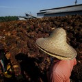 Harga CPO Sepekan, Daya Tarik Naik-Turun, Apa yang Sebenarnya Terjadi?
