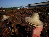 Harga CPO Sepekan, Daya Tarik Naik-Turun, Apa yang Sebenarnya Terjadi?