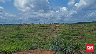Adik Wagub Sumut Jadi Tersangka Alih Fungsi Hutan Lindung