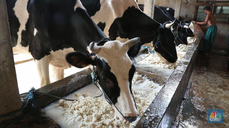 Kementerian Perdagangan mendorong harga ideal susu segar di tingkat peternak sapi perah untuk industri pengolahan.