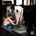 Wabah Penyakit Kuku Mengganas, Produksi Susu Anjlok Parah