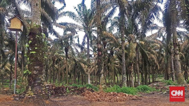 Pertamina Kembangkan BBM Ramah Lingkungan Berbasis Sawit