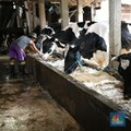 Program Makan Bergizi Gratis Harusnya Bikin Peternak Susu RI Cuan