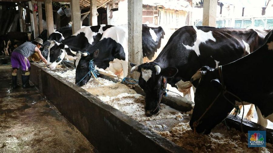 Pemerintah Dorong Pembentukan Harga Ideal antara Peternak dan IPS