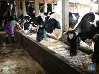Kronis! Awal Cerita Peternak Sapi Perah Rakyat Banting Tulang Sendiri