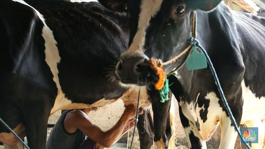 Pemerintah Dorong Pembentukan Harga Ideal antara Peternak dan IPS