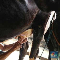 Dilema Program MBG, RI Harus Impor 1 Juta Ekor Sapi Perah-Susu Rp36 T