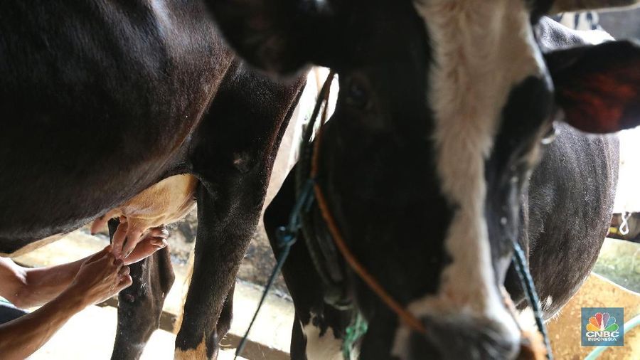 Peternak Sapi Susu Pemerintah Dorong Pembentukan Harga Ideal antara Peternak dan IPS