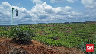 Jokowi Incar Perusahaan Sawit Nakal di Kawasan Hutan 'Liar'