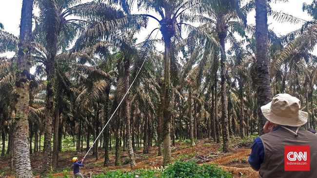 Petani Minta Pemerintah Beri Dana untuk Konversi Lahan Sawit