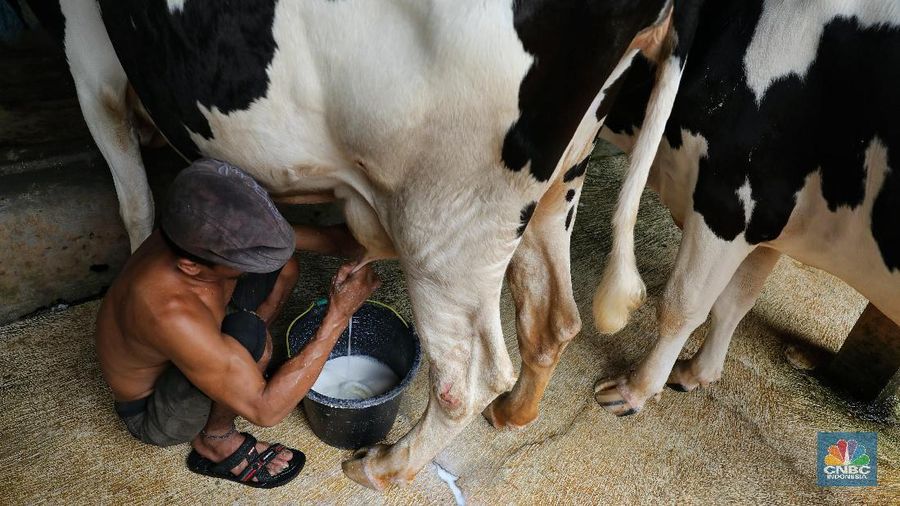 Pemerintah Dorong Pembentukan Harga Ideal antara Peternak dan IPS