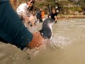 VIDEO: Sembuh dari Cedera, Lima Penguin Dilepas ke Alam Bebas