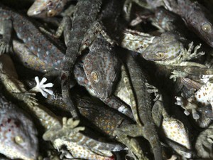 Cara Mengusir Tokek dari Rumah Secara Alami dan Ampuh