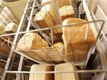 Warga Eropa Pening, 'Kiamat' Roti Menghantui