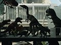 Sutradara Pamer Penampakan Jurassic World: Dominion